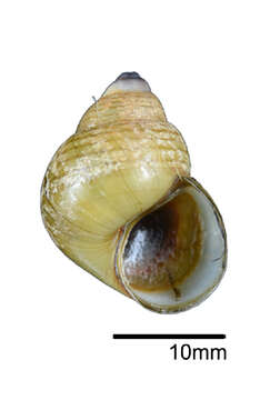 Image of <i>Filopaludina sumatrensis</i> (Dunker 1852)