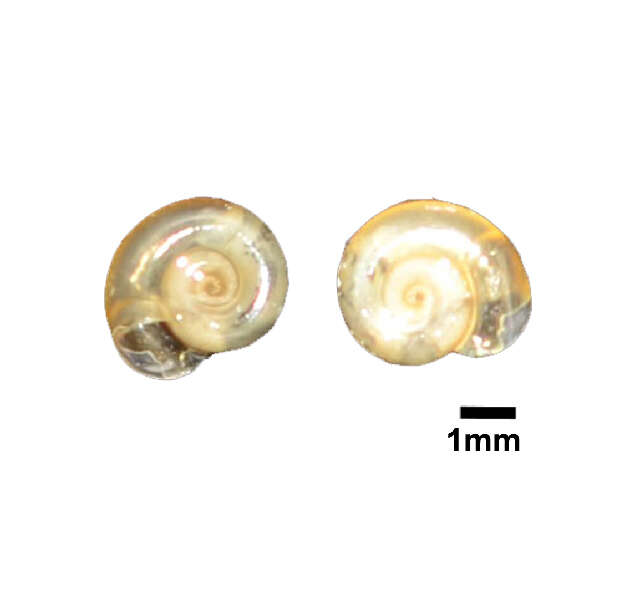 Image of Gyraulus convexiusculus (Hutton 1849)