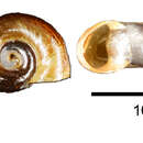 Image of Indoplanorbis exustus (Deshayes 1832)