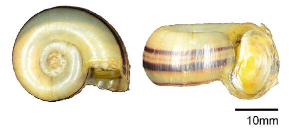 Image of Giant rams-horn snail