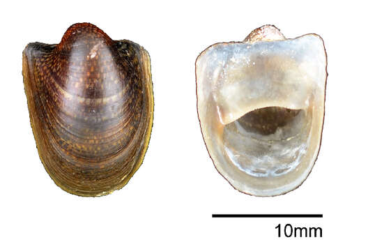 Image of bat snail