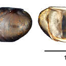 Plancia ëd Neritina iris Mousson 1849