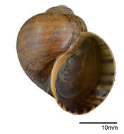 Image of Pomacea Perry 1810