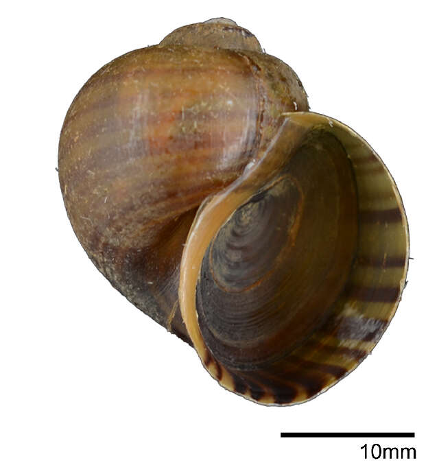 Sivun Pomacea canaliculata (Lamarck 1822) kuva