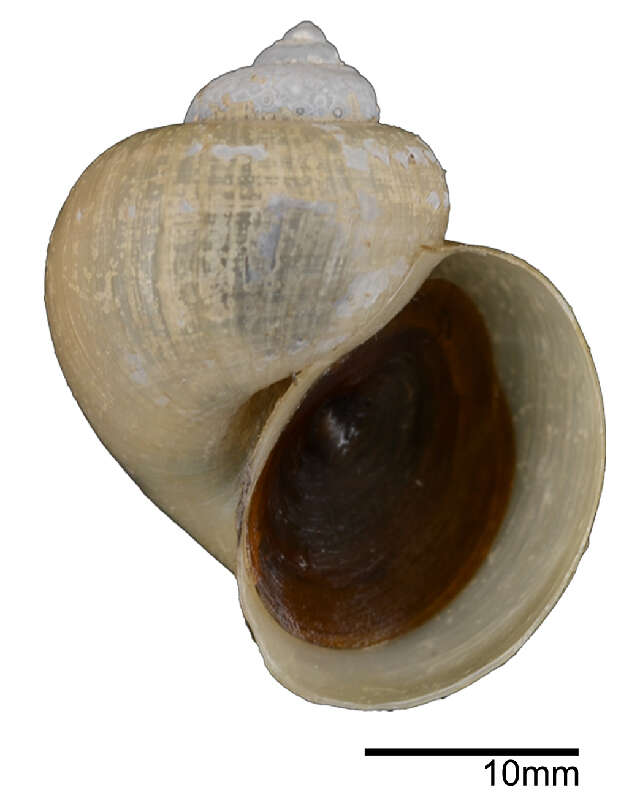 Image of Spike-topped applesnail