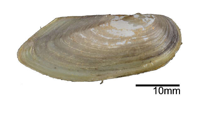 Image of Pilsbryoconcha exilis (I. Lea 1838)