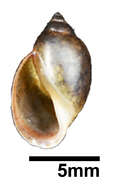 Image of Hygrophila Férussac 1822