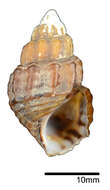 Image of Sulcospira cf. tonkiniana