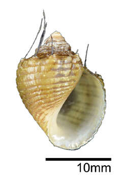 Image of Thiara cancellata Röding 1798