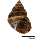 Image of <i>Taia pseudoshanensis</i>