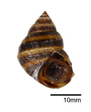 Image of <i>Taia pseudoshanensis</i>