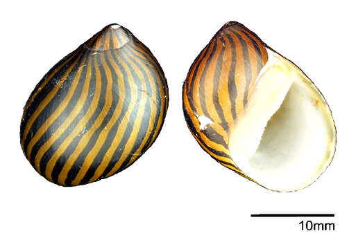 Image of Vittina turrita