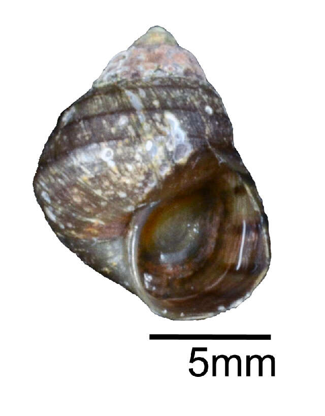 Image de Sinotaia guangdungensis (Kobelt 1906)