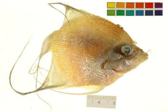 Image of freshwater angelfish