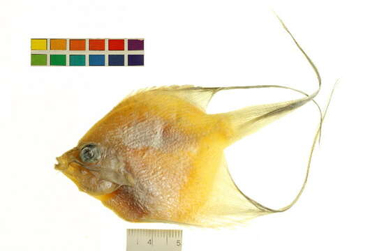 Image of freshwater angelfish