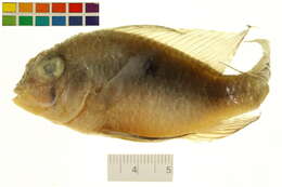 Image of Mikrogeophagus altispinosus (Haseman 1911)