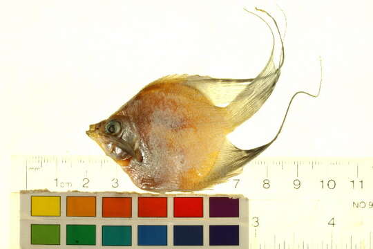 Image of freshwater angelfish