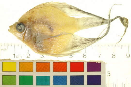 Image of freshwater angelfish