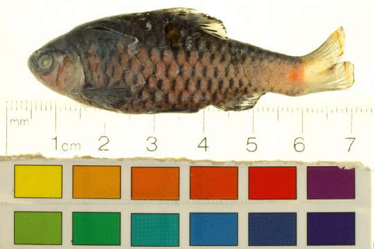 Image of Odessa barb