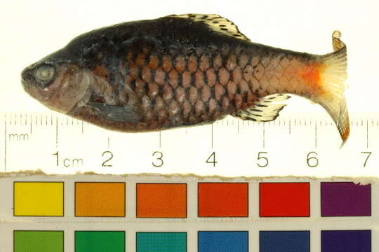 Image of Odessa barb