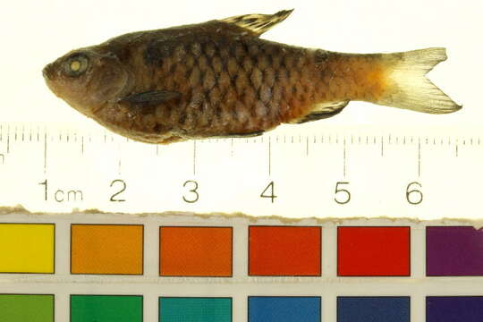 Image of Odessa barb