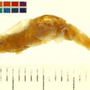 صورة <i>Neocaridina denticulata</i>