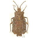 Image of <i>Kumaressa scutellata</i>