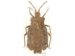 Image of <i>Kumaressa scutellata</i>