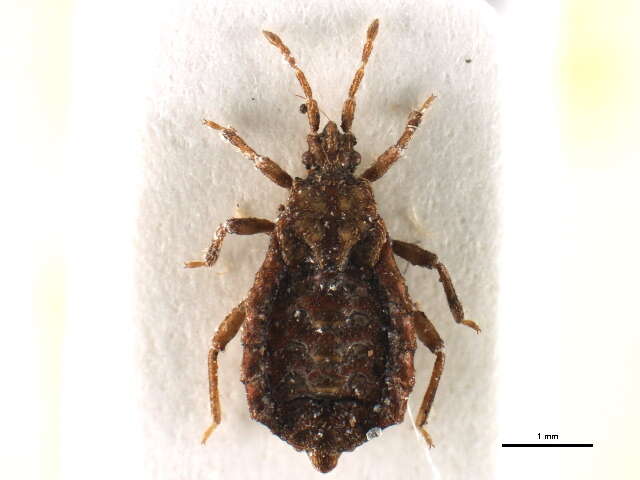 Image of Neadenocoris