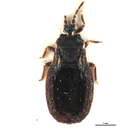 Image of <i>Aneurus avenius</i>