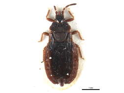 Image of <i>Aneurus avenius</i>