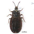 Image of <i>Aneurus macrotylus</i>