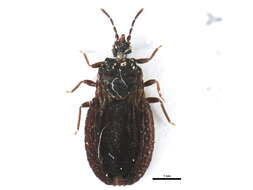 Image of <i>Aneurus macrotylus</i>