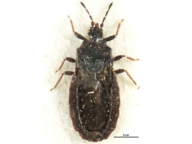 Image of Paraneurus nepalensis