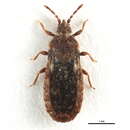 Image of <i>Aneurus zealandensis</i>