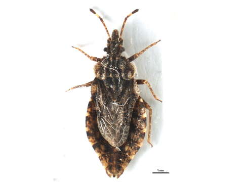 Image of Aradus (Aradus) betulae (Linnaeus 1758)