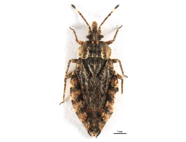 Image of Aradus (Aradus) betulae (Linnaeus 1758)