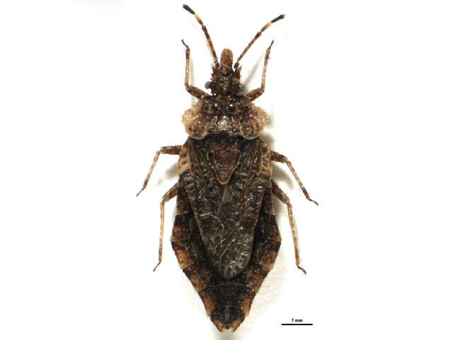 Image of Aradus (Aradus) betulae (Linnaeus 1758)