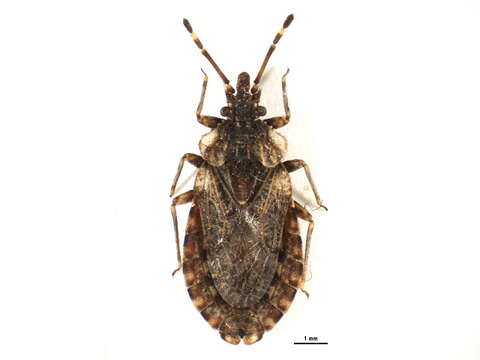 Image of <i>Aradus obtectus</i>