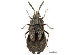 Image de <i>Aradus pallescens frigidus</i>