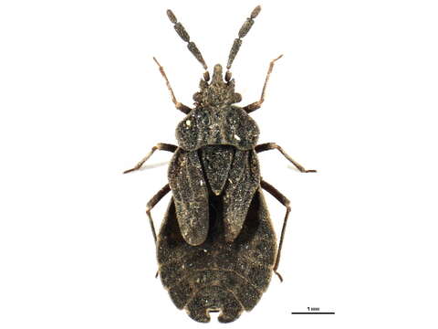 Image of <i>Aradus pallescens</i>