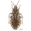 Image of <i>Aradus ribauti</i>