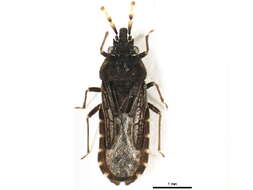 Image of <i>Aradus flavicornis</i>