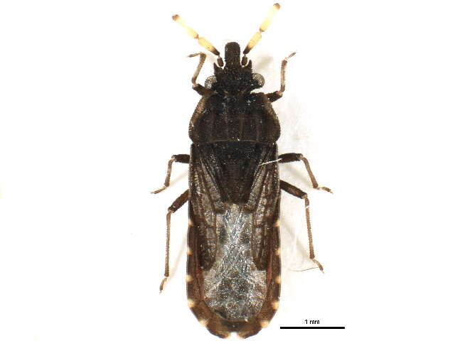 Image of <i>Aradus flavicornis</i>