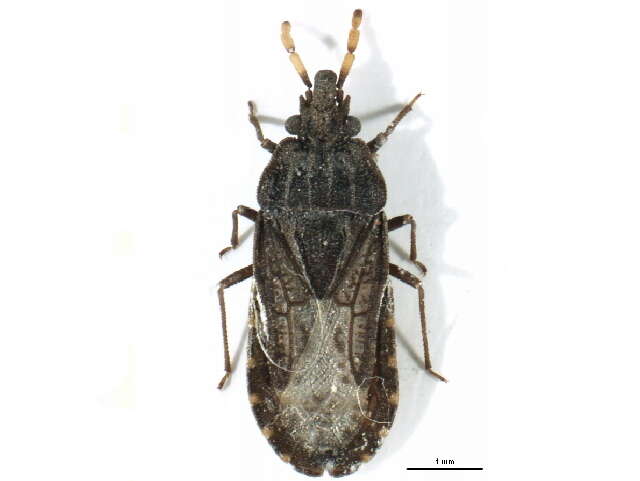 Image of <i>Aradus flavicornis</i>