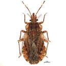 Image of Aradus elburzanus