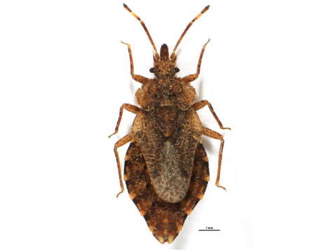 Image of Aradus elburzanus