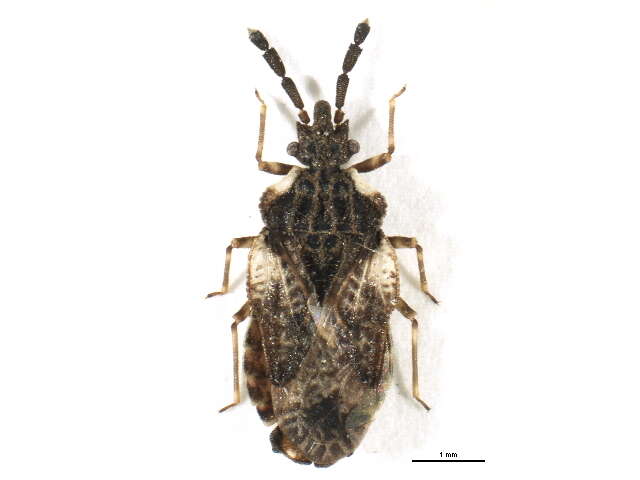 Image of <i>Aradus depressus</i>