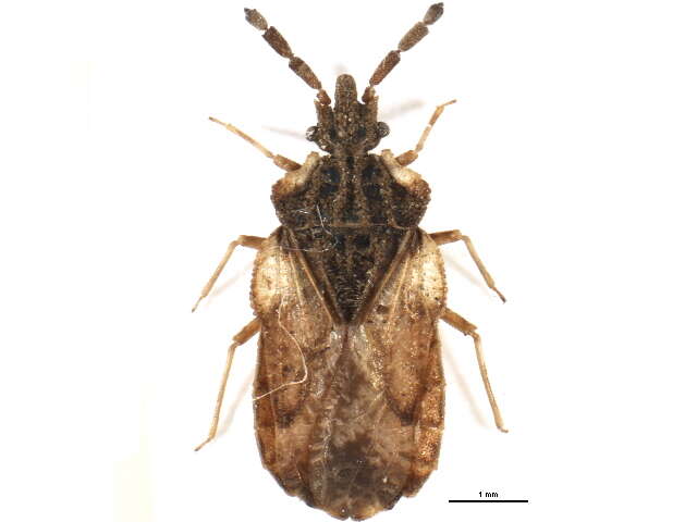 Image of <i>Aradus depressus</i>