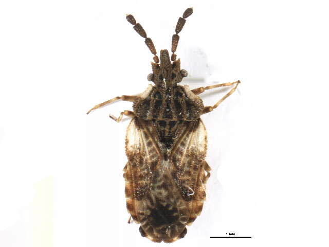 Image of <i>Aradus depressus</i>